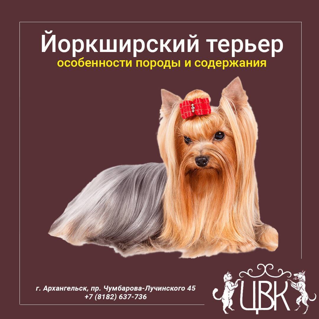 Йоркширский терьер – декоративная порода собак