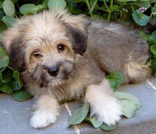 Порода собак тибетский терьер: фото, видео, описание породы и характер