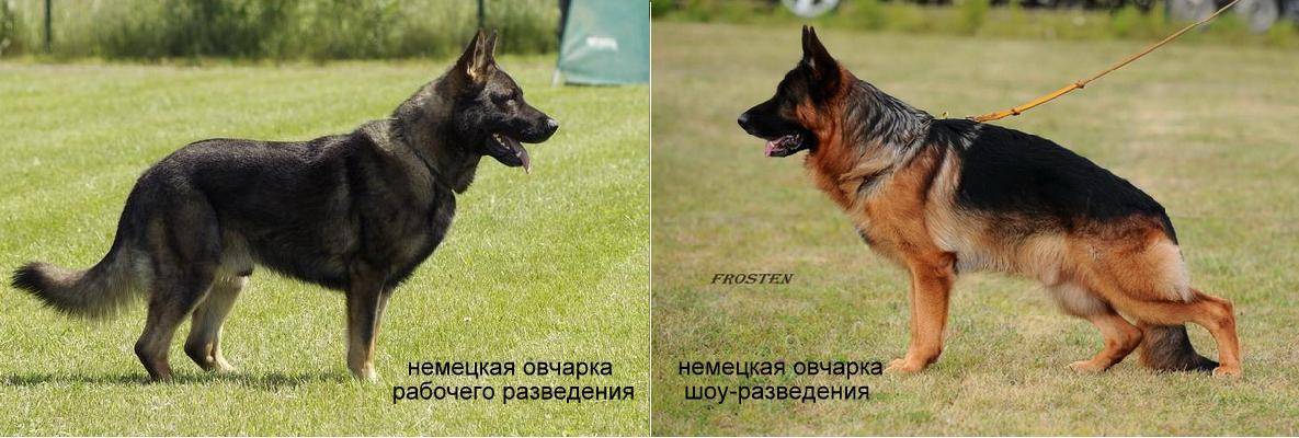 Как правильно выбрать щенка немецкой овчарки
