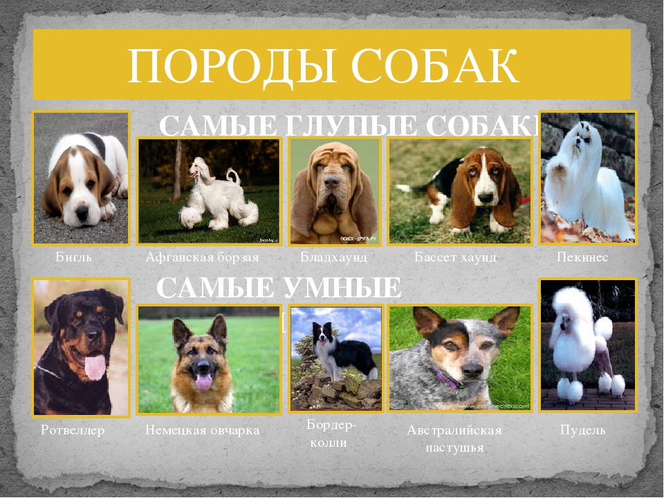 Самые умные породы собак: наш рейтинг топ-10