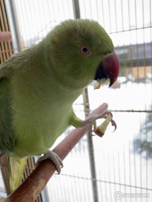 Ожереловый попугай: фото, уход и содержание