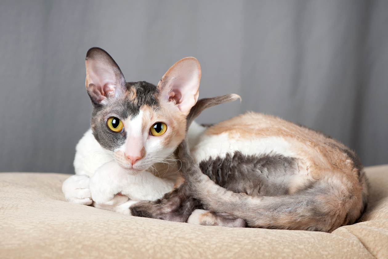 Кошка корниш-рекс: фото, описание породы и содержание