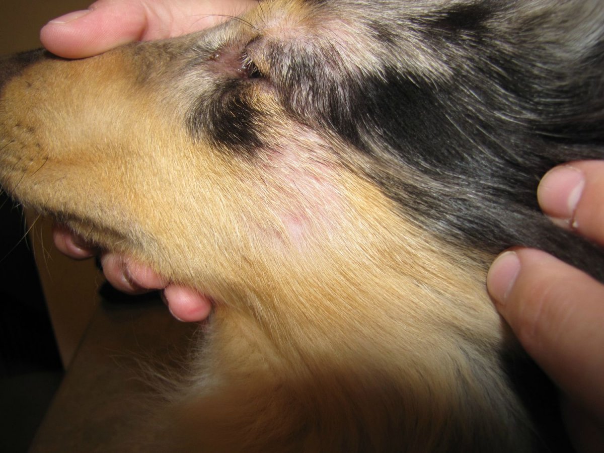Демодекоз (подкожный клещ) у собак: симптомы и лечение