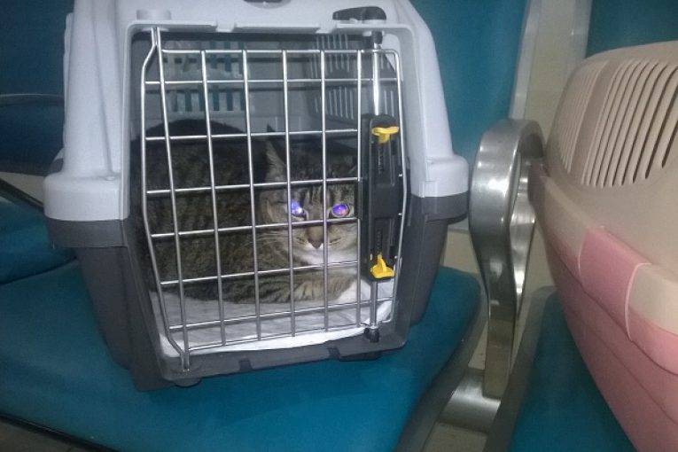 Перевозка кошки в самолёте: как правильно транспортировать питомца