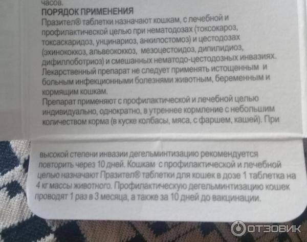 Раны у кота: их виды и способы обработки