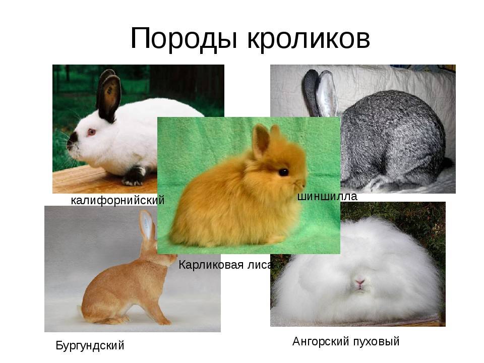 Самые маленькие декоративные породы кроликов в мире: фото, описание