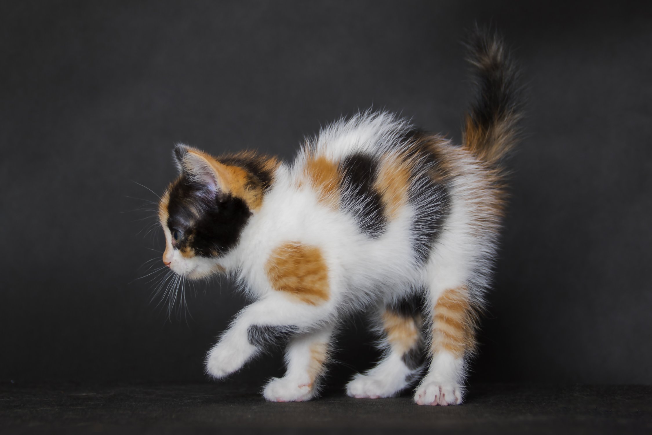 Трехцветная кошка