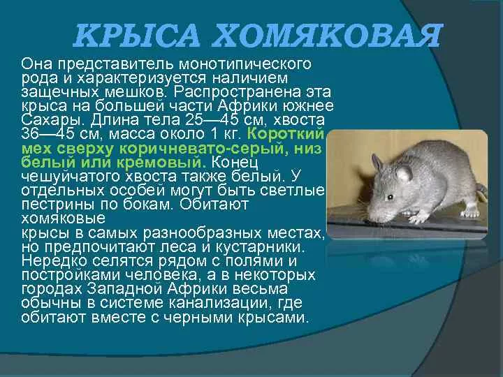 Как выглядит крыса, сколько лет живёт и чем питается?