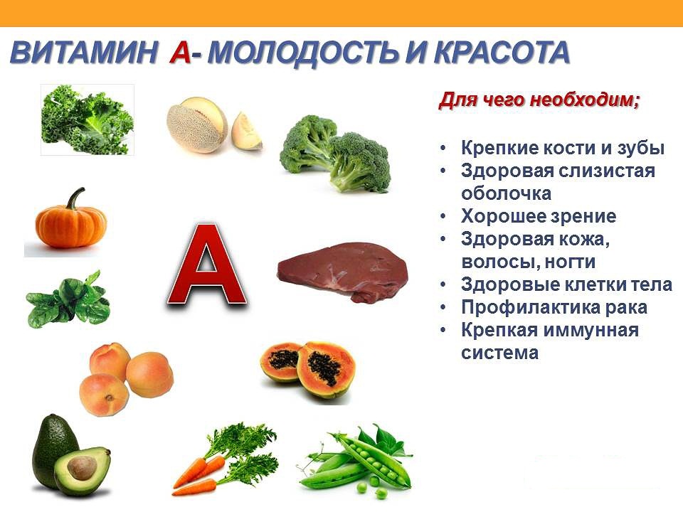 Чем кормить морскую свинку в домашних условиях: что можно давать, а что нельзя