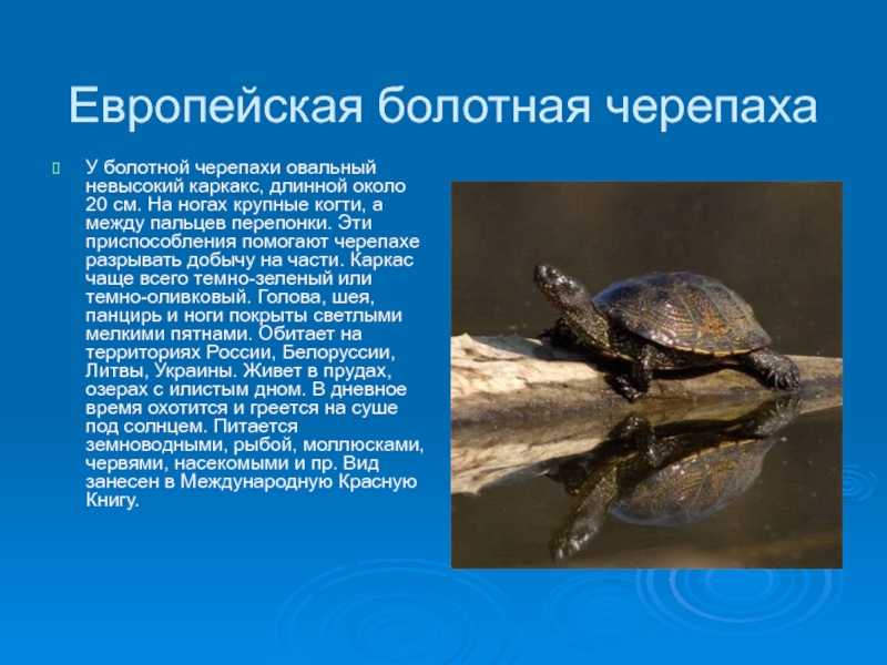 Все о болотной черепахе, описание, где живет, что ест, виды