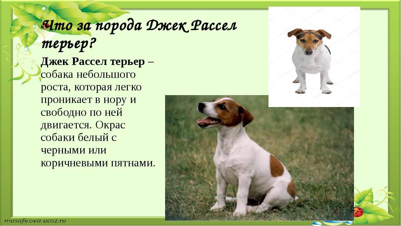 Джек-рассел-терьер: описание и особенности породы