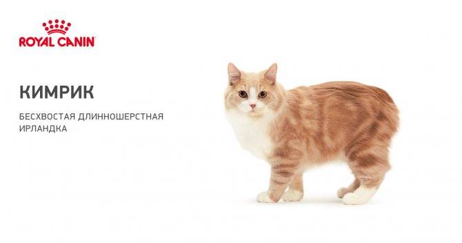 Кимрик кошка: фото, особенности, уход, болезни