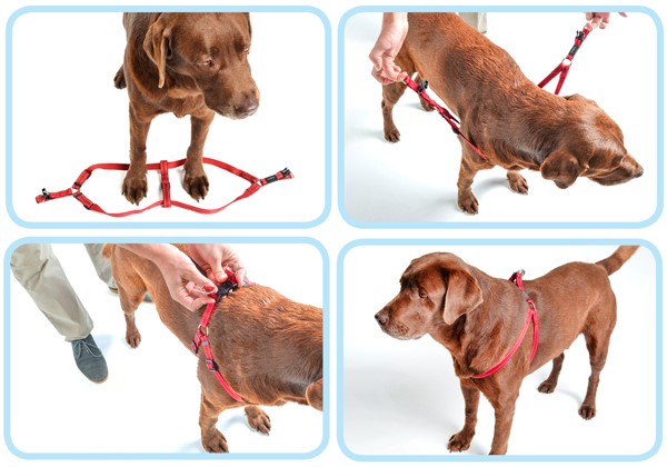Шлейка для собаки своими руками: пошаговая инструкция изготовления изделия | beauty-line14a.ru
