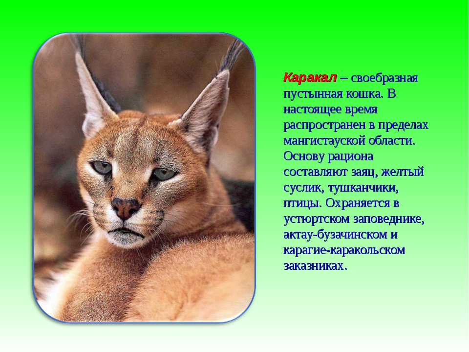 Порода кошек каракал: описание, характер, фото, частые болезни