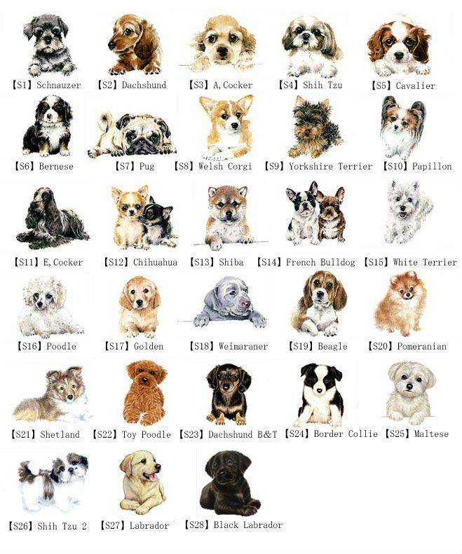 Клички для собак мальчиков | сайт зовут zovut.com
