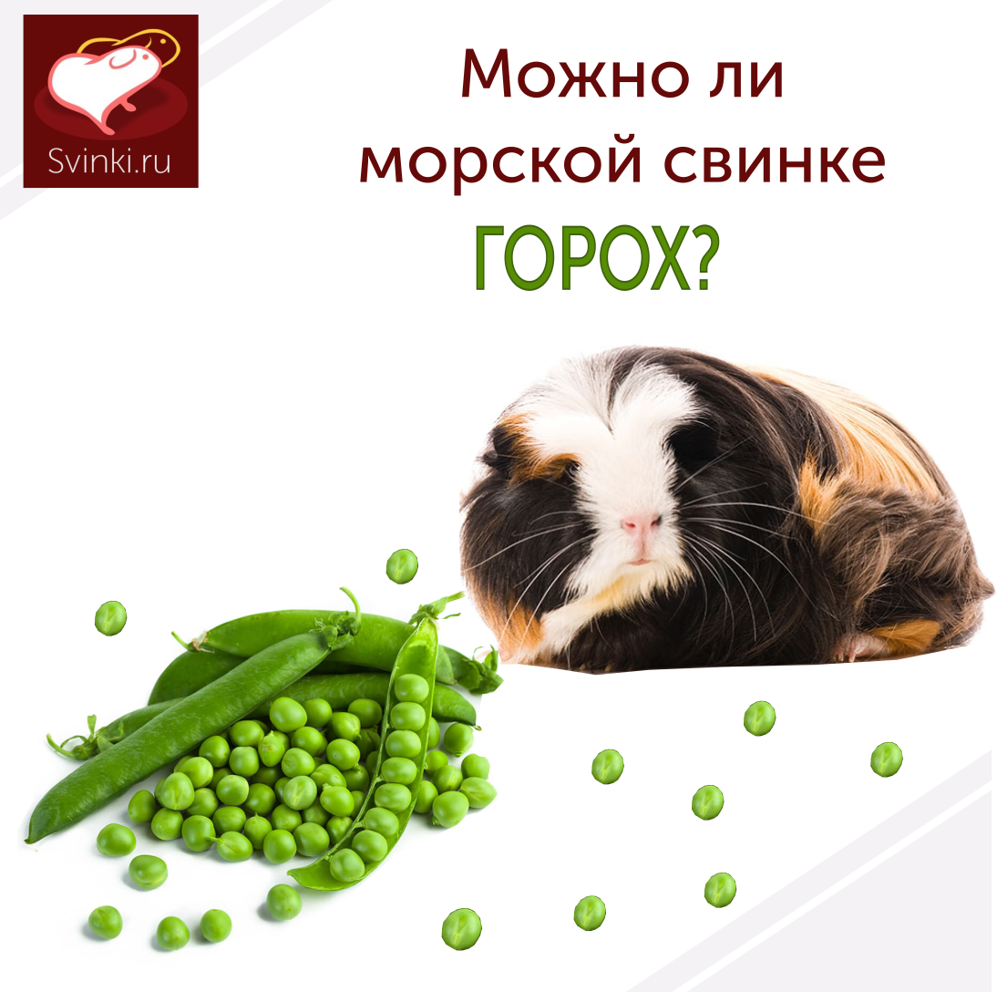 Чем кормить морскую свинку