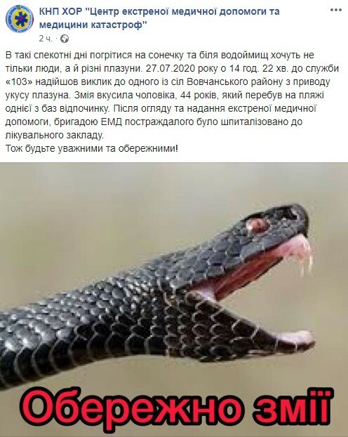 Что делать если кошку укусила змея? ответ ветеринара