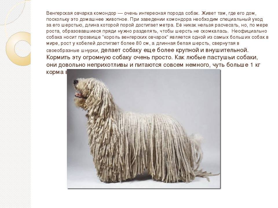 Командор