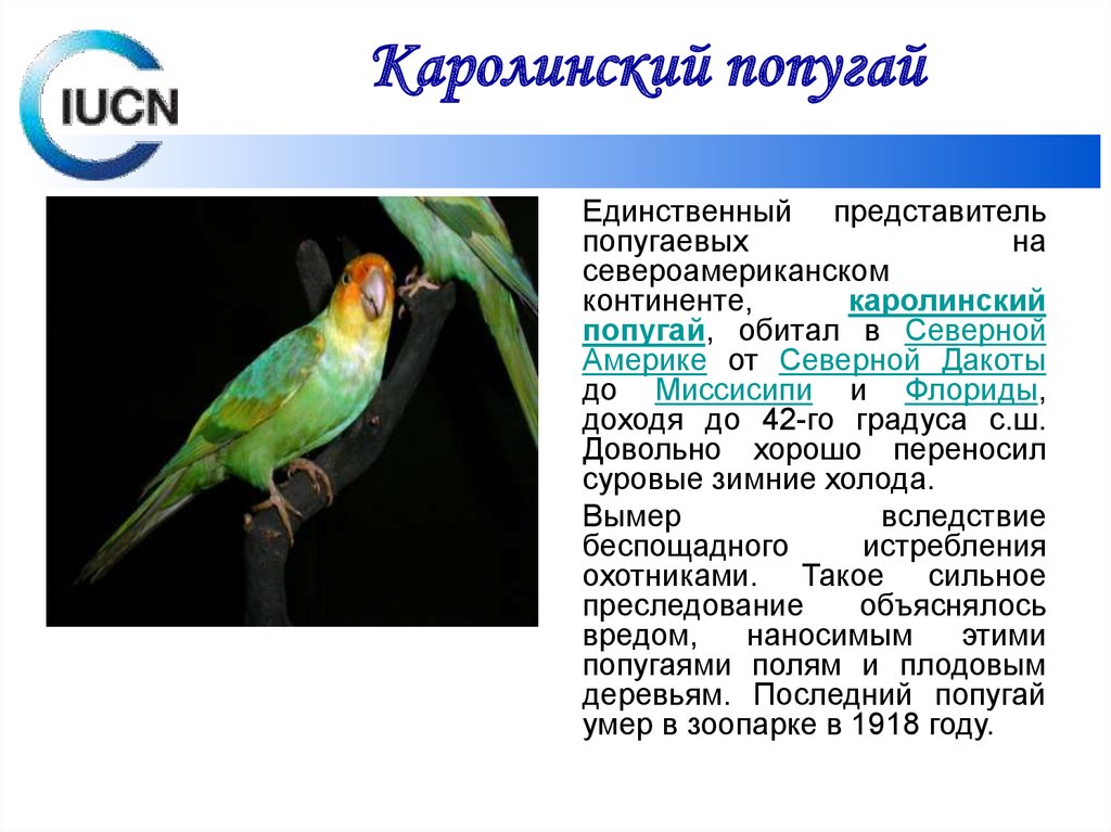 Вымерший каролинский попугай