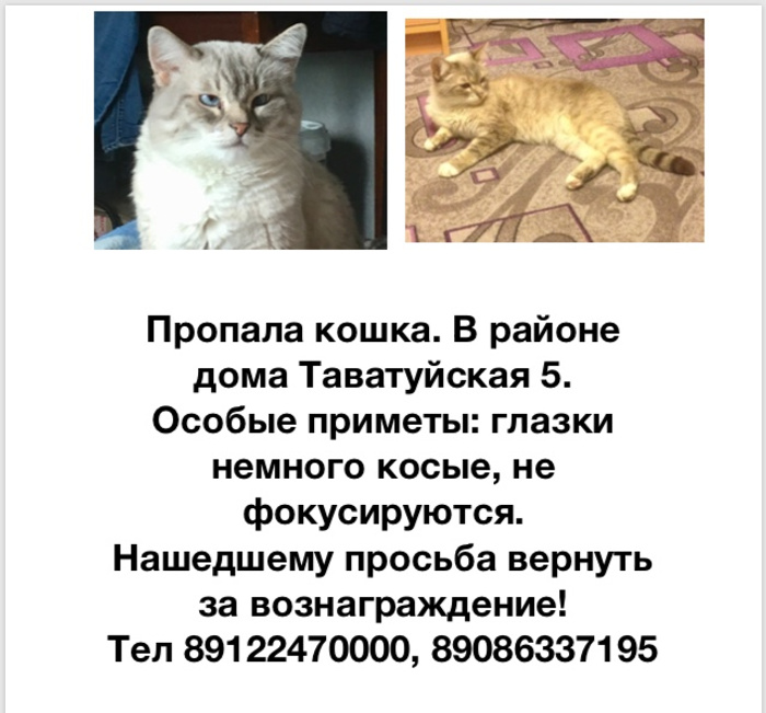 73 приметы про кошек в доме (суеверия, поверья)