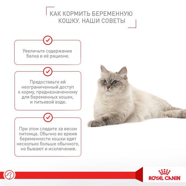 Когда можно глистовать котенка в первый раз: глистование котят