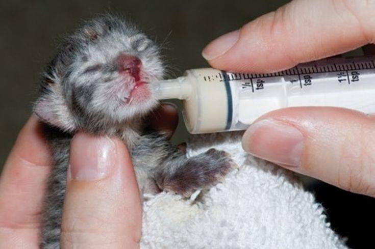 Чем кормить месячного котенка без кошки