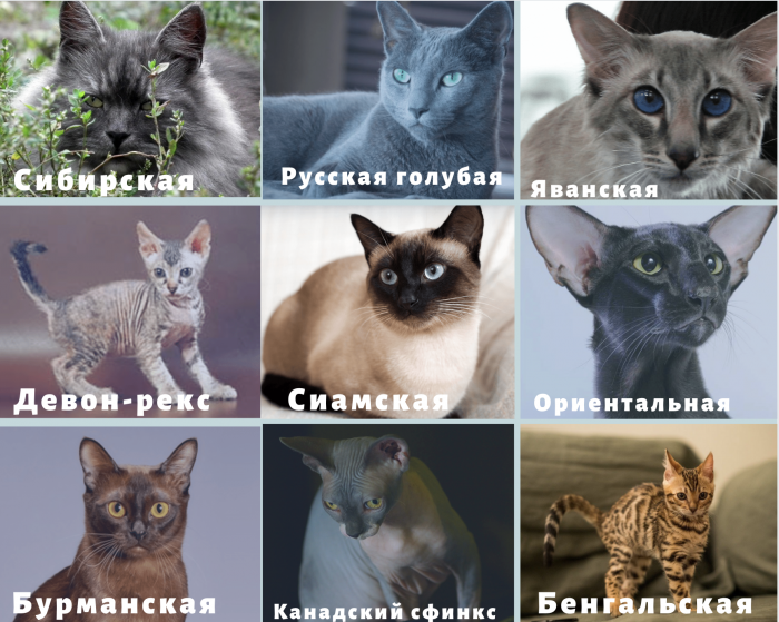 Гипоаллергенные кошки для аллергиков и астматиков: описание пород с фото