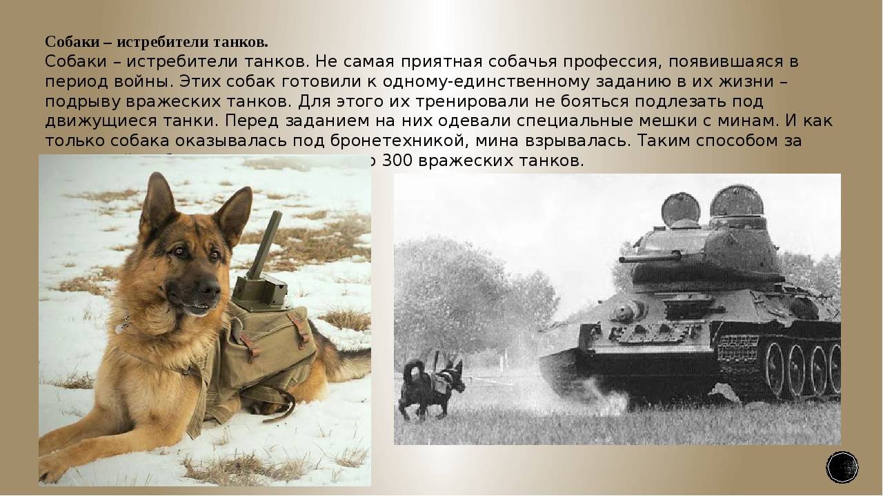 Собаки-герои великой отечественной войны