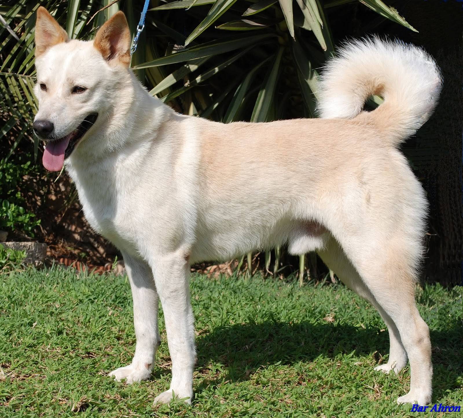 Ханаанская собака: фото, происхождение, предназначение и описание породы