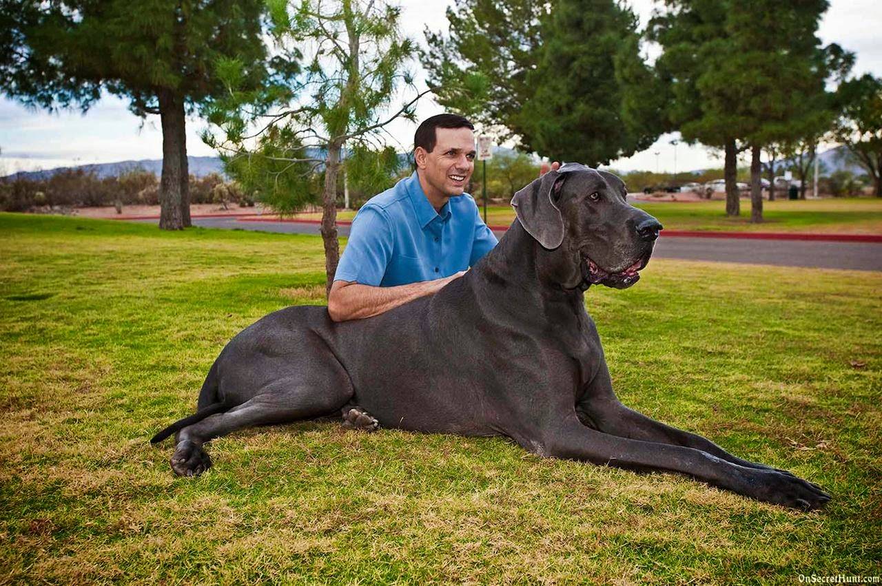 Самые большие в мире породы собак: описание и фото