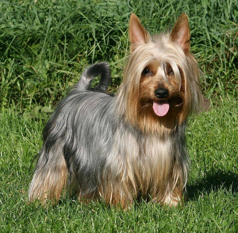 Собака австралийский шелковистый силки терьер - характеристика породы