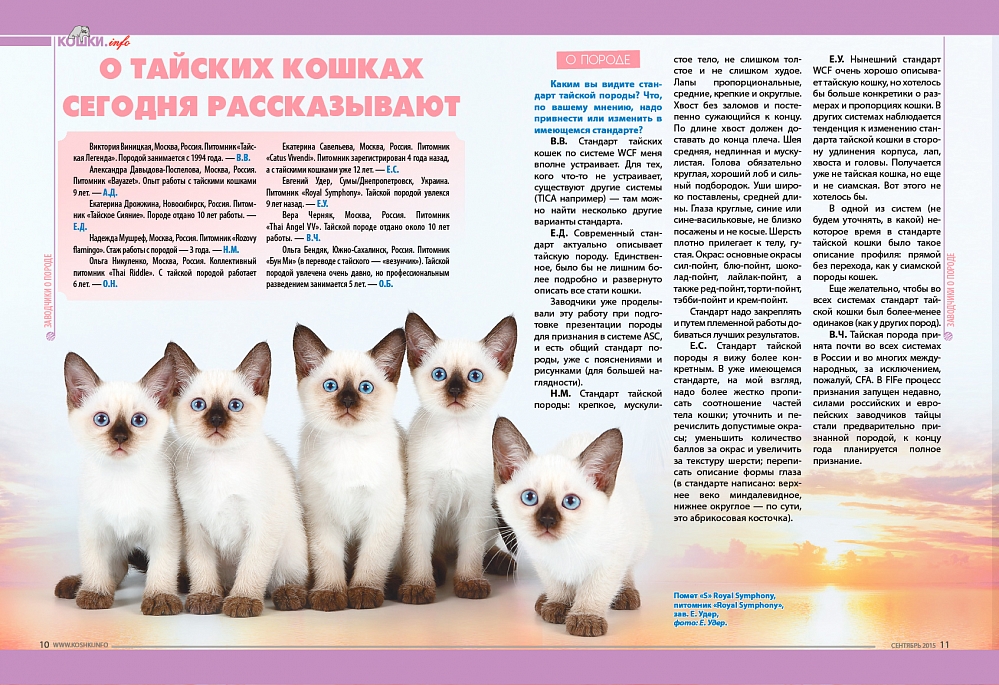 Описание сингапурской породы кошек: внешность, характер, уход и питомники