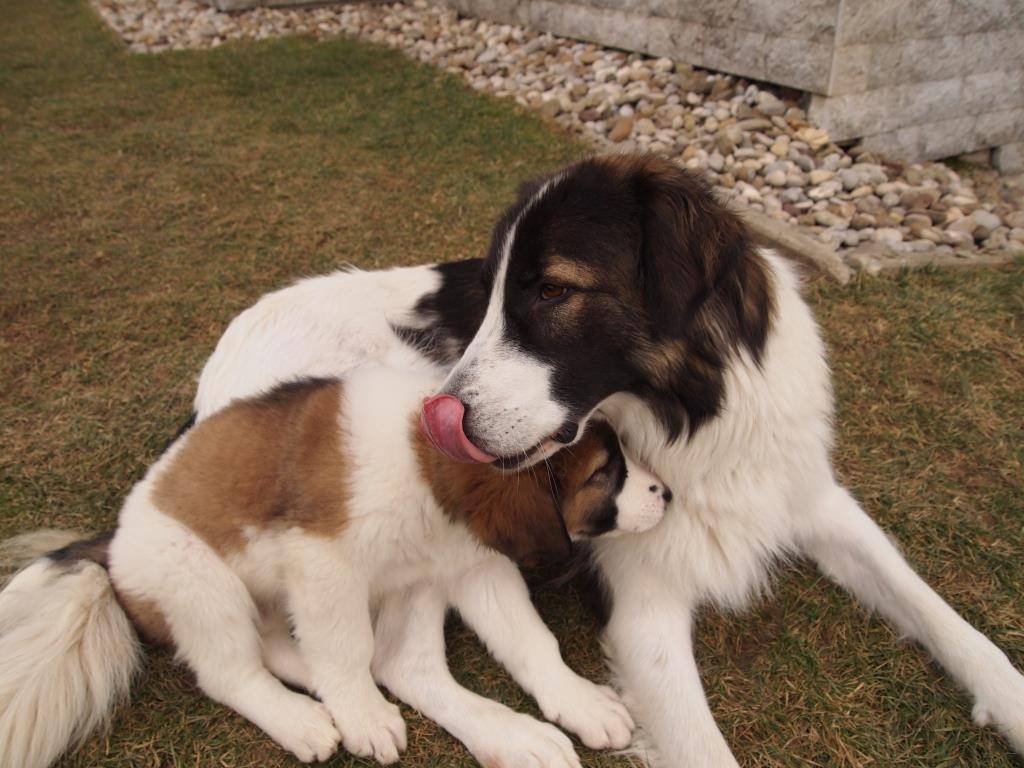 ᐉ содержание ка де бо: описание породы, уход, отрицательные отзывы владельцев - zoovet24.ru