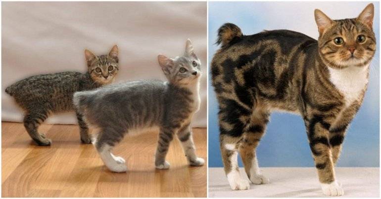 Мэнкс (мэнская бесхвостая кошка): история, внешность, характер и здоровье | ваши питомцы