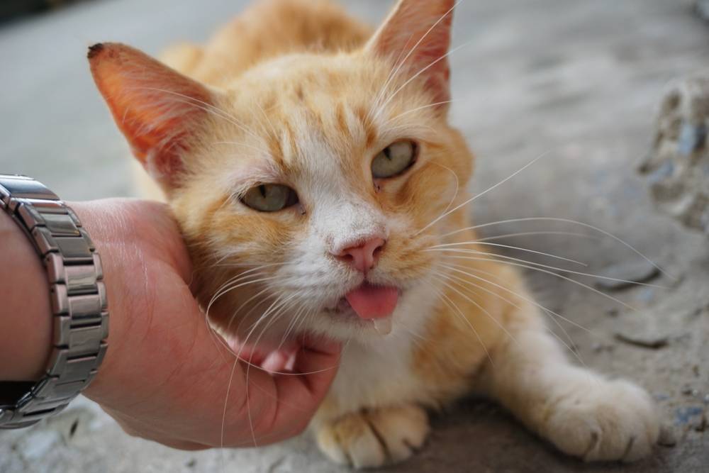 Причины и лечение повышенного слюноотделения у кошек: почему у кота изо рта обильно текут прозрачные, как вода, слюни?