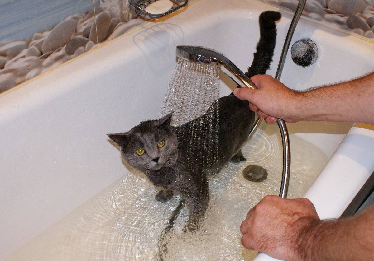 Почему кошки боятся воды - 4 причины - домашние кошки