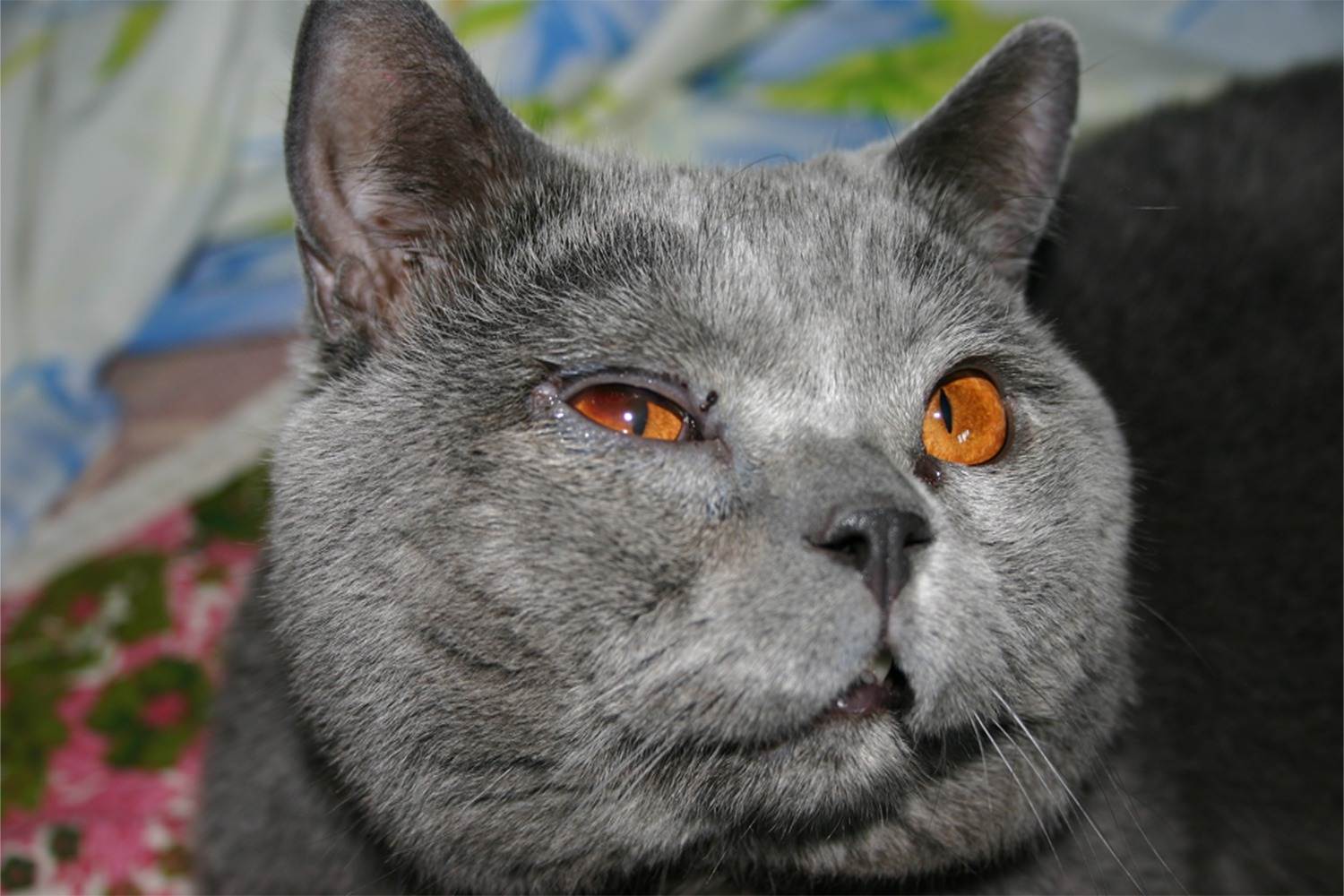 Кот щурит один глаз – 5 возможных причин состояния