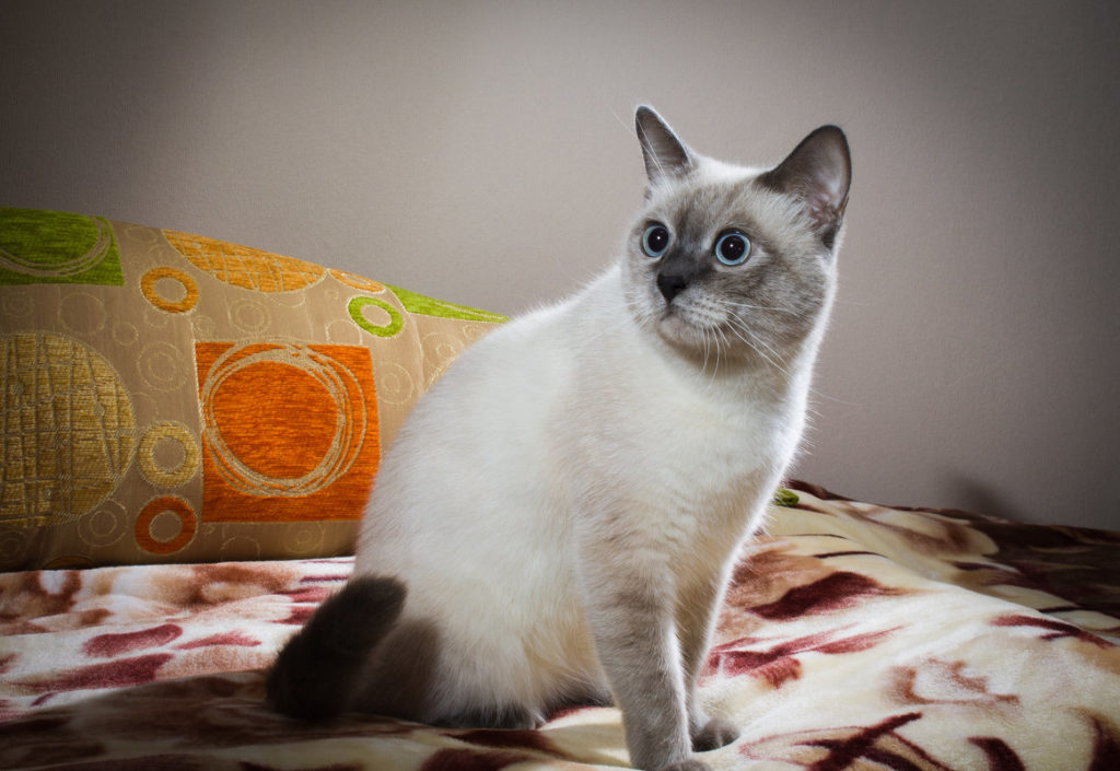 Кошки тайской породы: описание, особенности, окрасы, характер