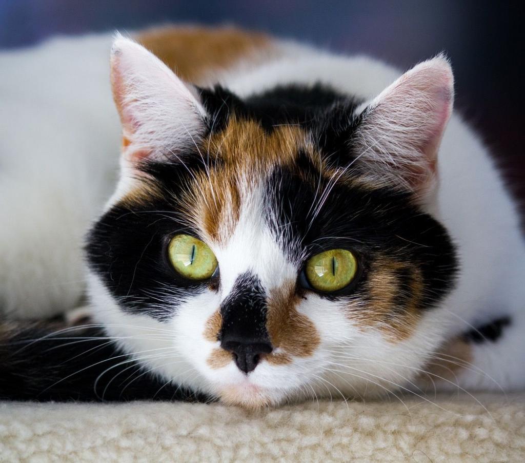 Трехцветная кошка в доме: приметы которые с ней связаны
