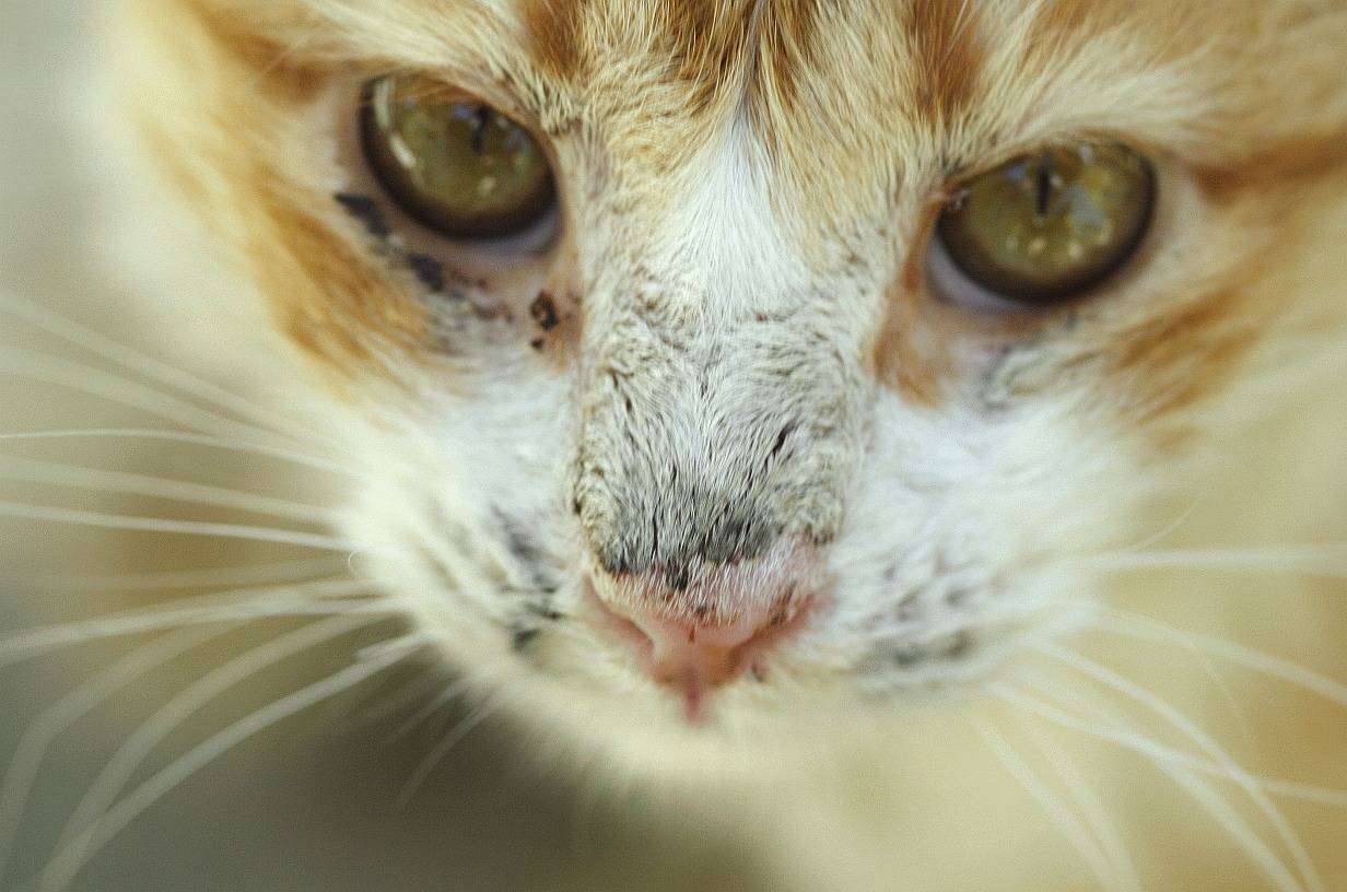 Хламидиоз у кошек: симптомы, лечение, есть ли опасность для заражения человека - zoosecrets