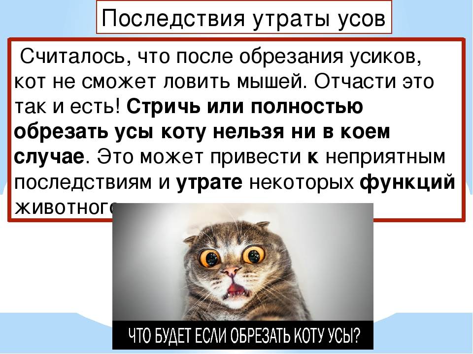 Можно ли коту подстричь брови