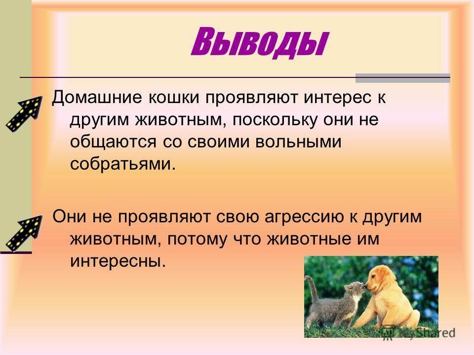 Что делать, если кот нападает на хозяев