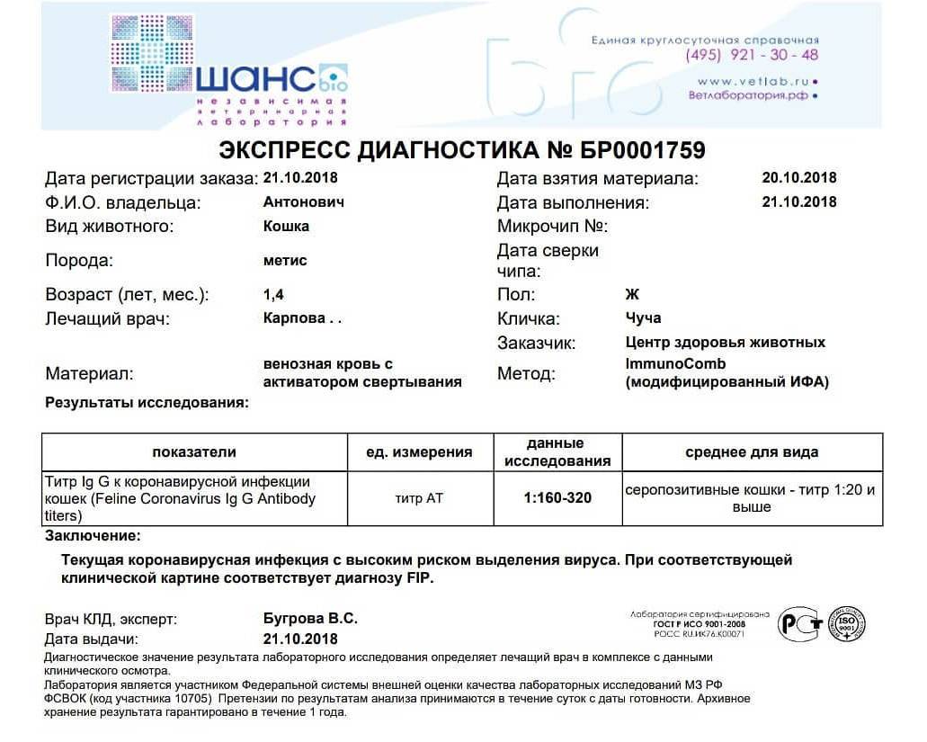 Обзор всех тестов на коронавирус: что показывают разные тесты, когда и какой тест делать?