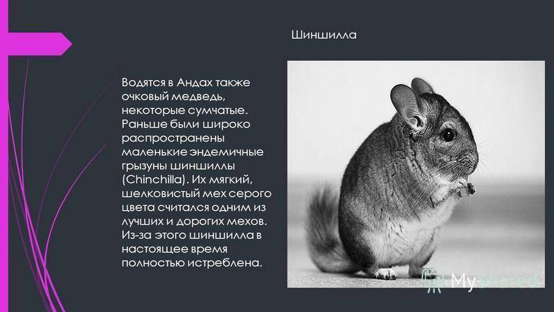 Зверек шиншилла – домашняя плюшевая радость. фото зверька шиншилла и описание