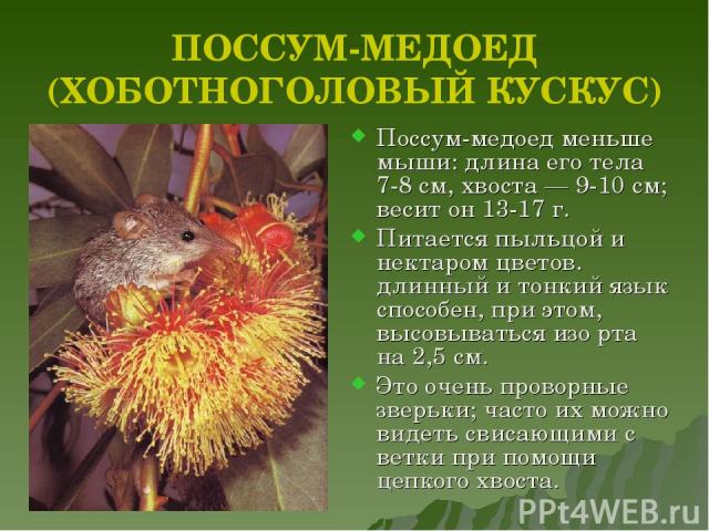 Самые интересные факты о сумчатых животных