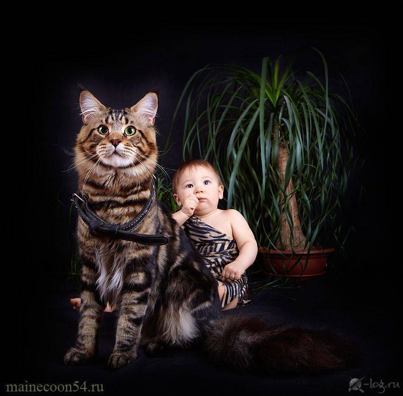 Какая порода кошек для детей лучше и почему: подборка с фото