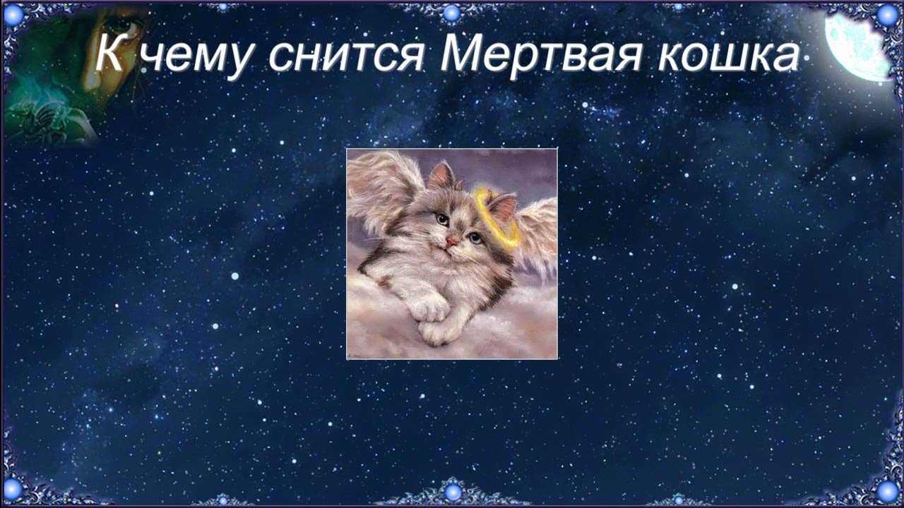 К чему снится умерший кот: животное приснилось хозяину живым и здоровым или снова умирает в сновидении