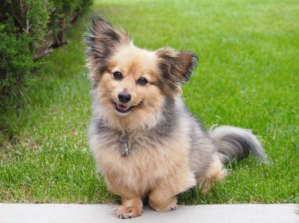 Порода собак помчи характеристики — сайт эксперта по животным — howmeow