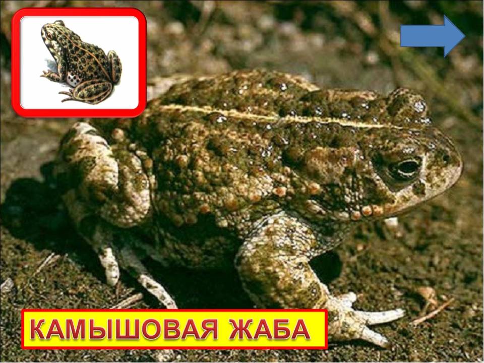 Камышовая жаба (лат. epidalea calamita)