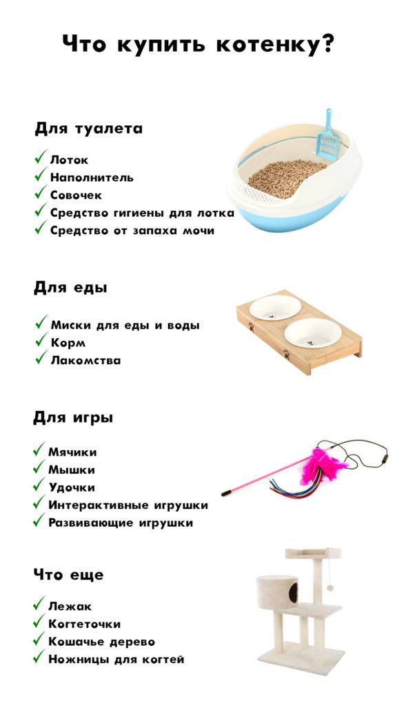 Что нужно для котенка в квартире?